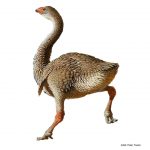 genyornis mega faune australie