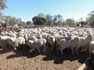 Elevage moutons australie job backpacker