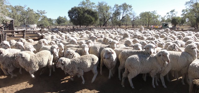 exp u00e9rience de job dans un  u00e9levage de moutons en australie