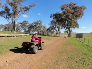 Quad Elevage moutons australie job