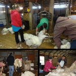 Elevage moutons australie job backpacker 2