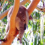 Koala Australie Philip Island