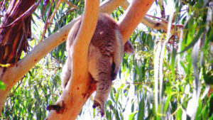 Koala Australie Philip Island Victoria