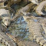 Travailler ferme crocodiles Australie