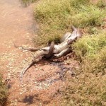 Serpent vs crocodile
