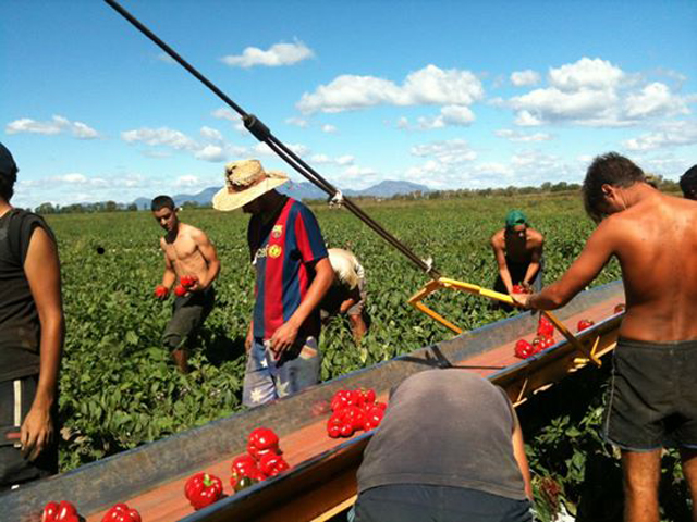 Job Fruit Picking Australie WHV