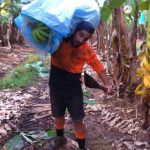 Fruit Picking bananes Australie 6