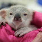 Bébé koala Australie 2