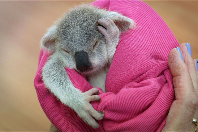 Blondie bébé Koala