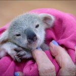 Bébé koala Australie 7