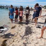 Monkey Mia dauphins Australie job 4
