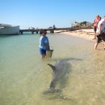 Monkey Mia dauphins Australie job 6