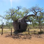 Baobab Tree Prison Derby