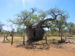 Baobab Tree Australia