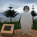 Pinguouin Tasmanie Burnie