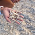 Shell Beach Shark Bay 2