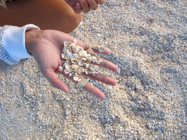 Shell Beach Shark Bay Australia