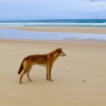 Fraser Island Dingo Australie plage