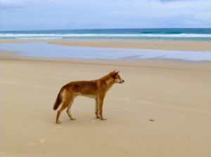 Fraser Island Dingo Australia beach