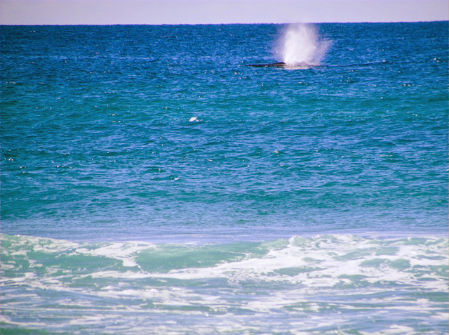Fraser Island whale Australia