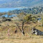 Kangourous Australie Snowy mountains