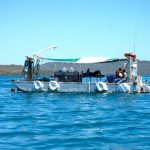 Perles australie job bateau 1