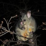 Possum Australie