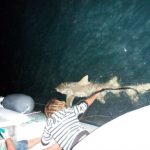 Requin australie bateau pêche job
