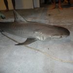 Job Requin australie bateau peche