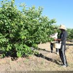 Job Fruit Picking cerises Australie