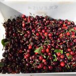 Job Fruit Picking cerises Australie