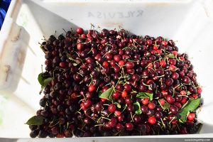 Cherry picking Australia