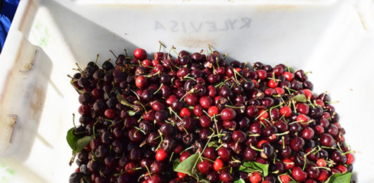 Expérience de job dans le Picking de Cerises à Young Cherry picking Australia