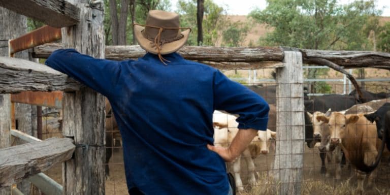 Volontariat dans un ranch en Australie
