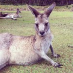Kangaroo