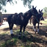 Travailler chevaux australie 5