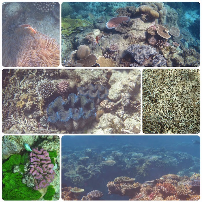 barriere corail