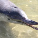 Dauphins Australie Tin Can Bay