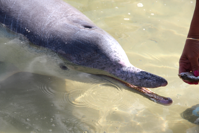 nourrir des dauphins en australie   tin can bay