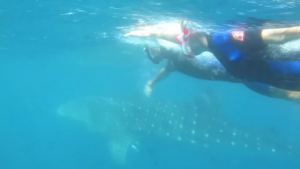 requins baleines exmouth Australie