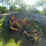 Travailler refuge animaux Australie