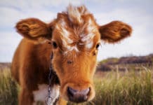 Trouver un job dans une ferme laitière ferme laitière Australie