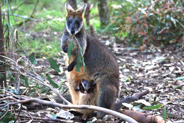 sauveteur animaux australie 3