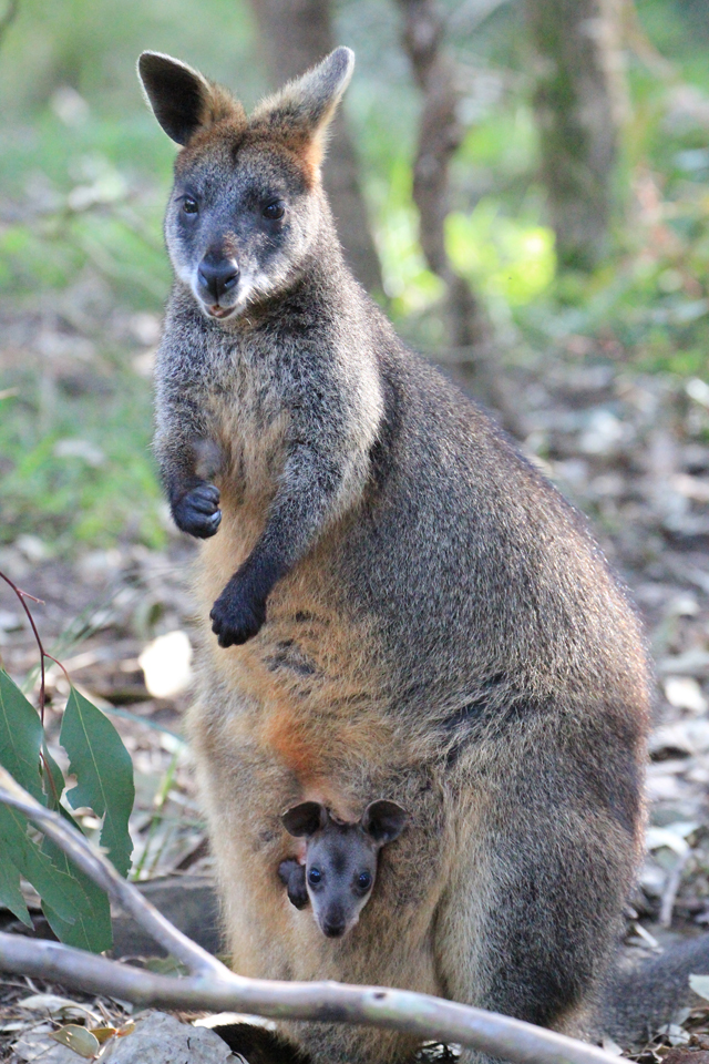 sauveteur animaux australie 4