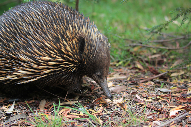 sauveteur animaux australie 7