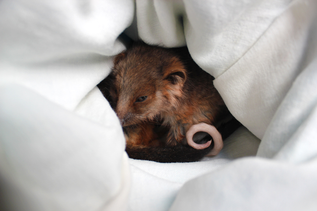 sauveteur animaux australie 8