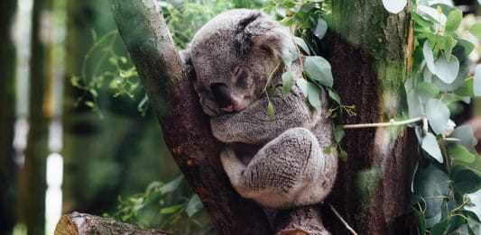 Devenir sauveteur d’animaux en Australie