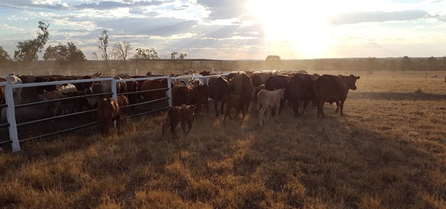 Travailler 3 mois en ferme bovine – infos et retour d’expérience
