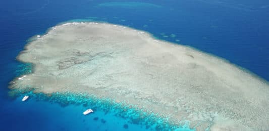 Plongée sur la Grande Barrière de Corail avec Reef Experience : Infos & retour d’expérience
