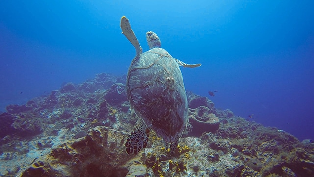 Grande torture de mer sur la grande barrière de corail